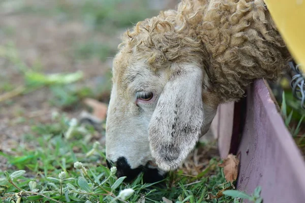 Овцы Головы Забора Поесть — стоковое фото