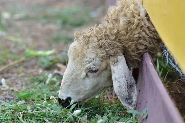 Овцы Головы Забора Поесть — стоковое фото