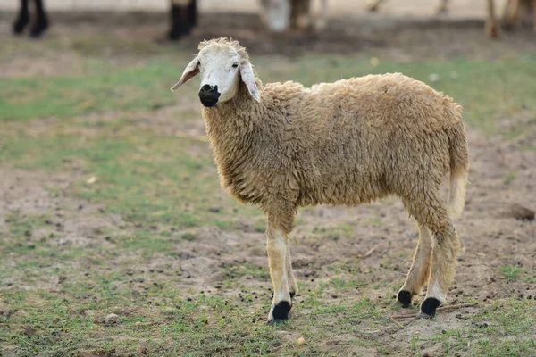 Sheep Grass Corral — Stock fotografie