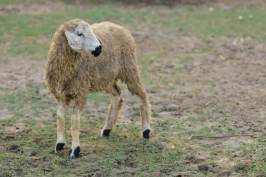 Koyun ağılda çimlerin üzerinde.