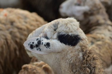 Tropik bir ülkede kirli koyunlar
