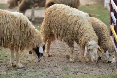 Koyun ağılda çimlerin üzerinde.