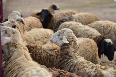 Tropik bir ülkede kirli koyunlar