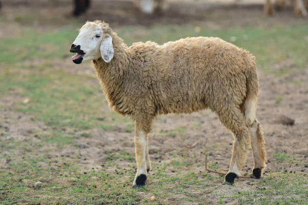 Koyun ağılda çimlerin üzerinde.