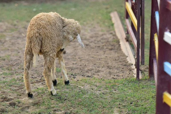 Koyun ağılda çimlerin üzerinde.