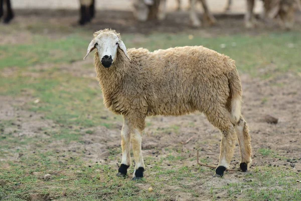 Koyun ağılda çimlerin üzerinde.