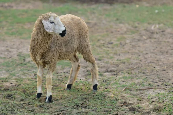 Koyun ağılda çimlerin üzerinde.