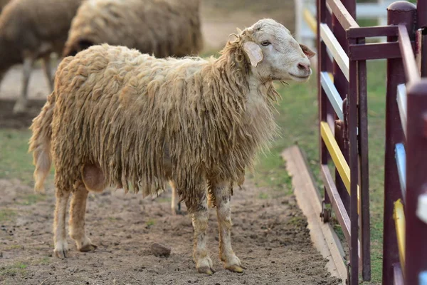 Koyun ağılda çimlerin üzerinde.
