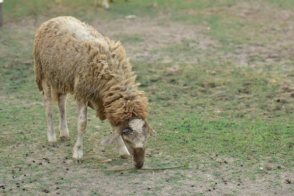 Koyun ağılda çimlerin üzerinde.