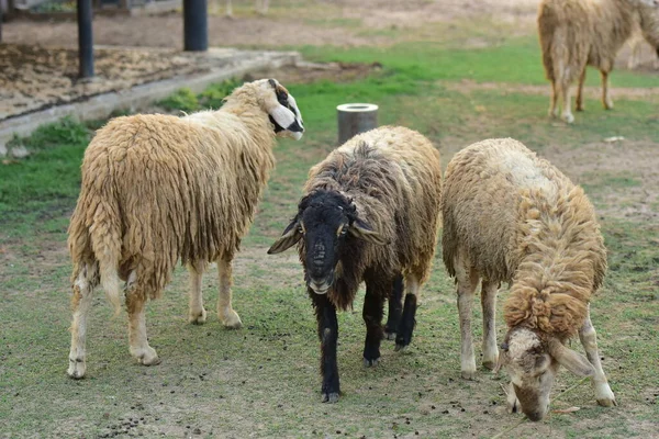 Овцы Траве Загоне — стоковое фото