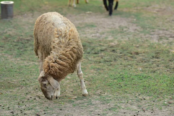 Koyun ağılda çimlerin üzerinde.