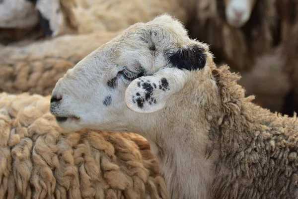 Tropik bir ülkede kirli koyunlar