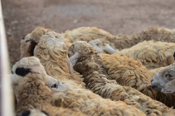 Tropik bir ülkede kirli koyunlar