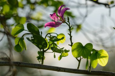 Ağaçtaki pembe çiçekler