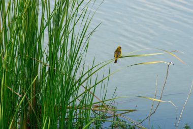 Sarı serçe sazlığa tünemiş.