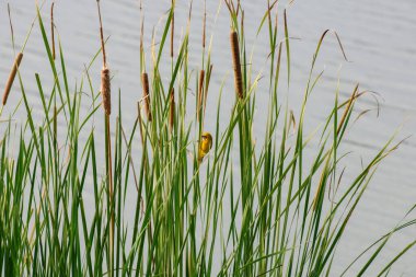 Sarı serçe sazlığa tünemiş.