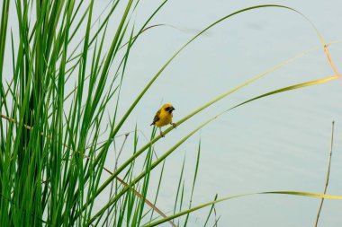 Sarı serçe sazlığa tünemiş.