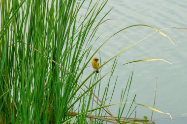 Sarı serçe sazlığa tünemiş.