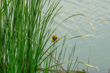Sarı serçe sazlığa tünemiş.