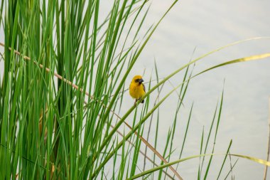 Sarı serçe sazlığa tünemiş.