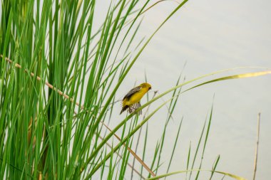 Sarı serçe sazlığa tünemiş.