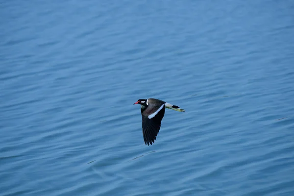 Птах Літає Над Блакитною Водою — стокове фото