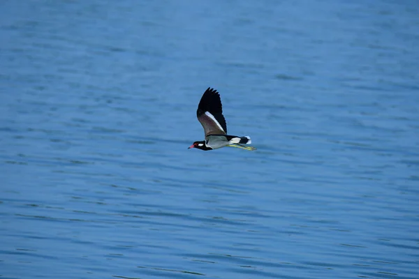 Vogel Fliegt Über Blaues Wasser — Stockfoto