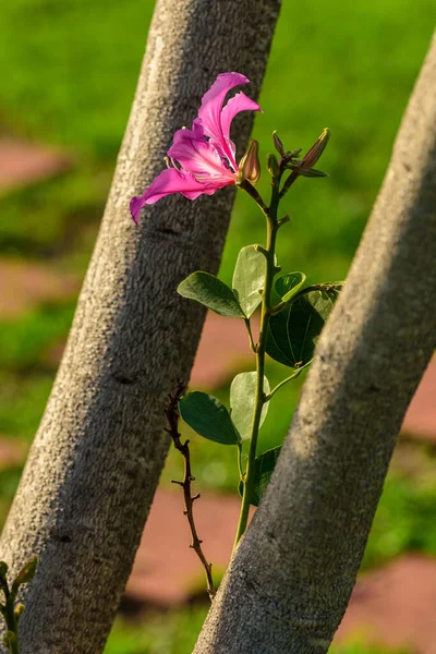 Ροζ Λουλούδια Στο Δέντρο — Φωτογραφία Αρχείου