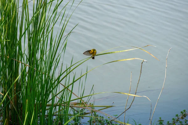 Yellow Sparrow Perched Reed — Photo