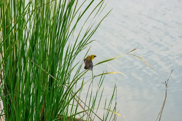 Yellow Sparrow Perched Reed — Photo