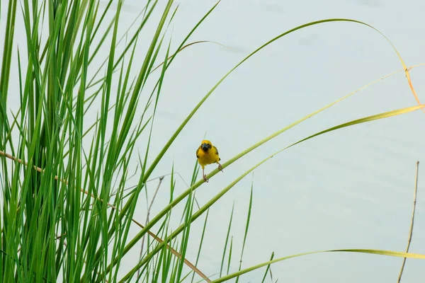 Yellow Sparrow Perched Reed — Photo