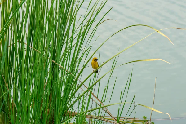 Sarı serçe sazlığa tünemiş.