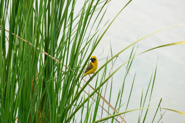 Yellow Sparrow Perched Reed — Stock Photo, Image