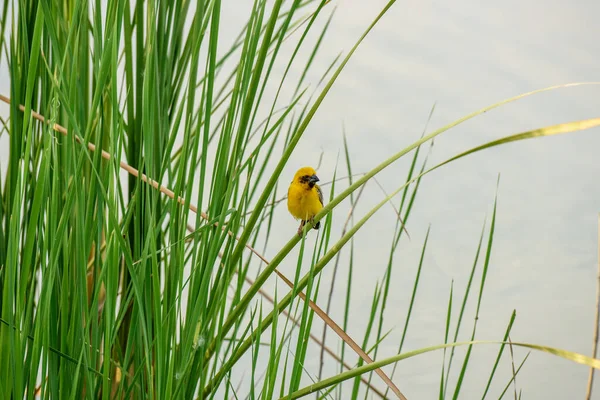 Yellow Sparrow Perched Reed — Photo