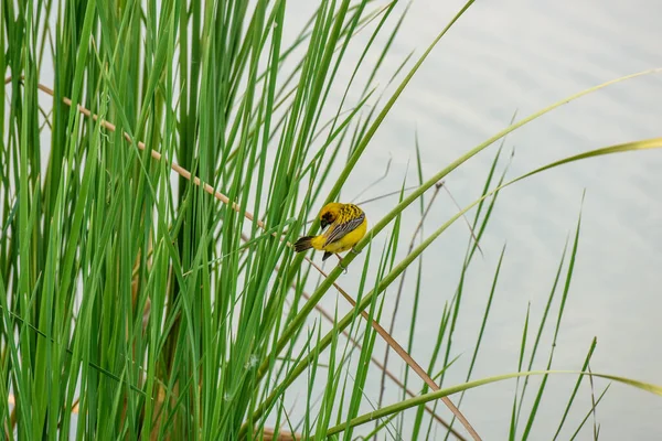 Yellow Sparrow Perched Reed — Stock Photo, Image