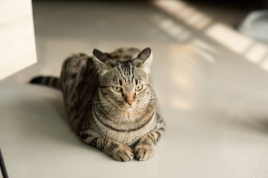 Tekir kedi evde oturuyor.