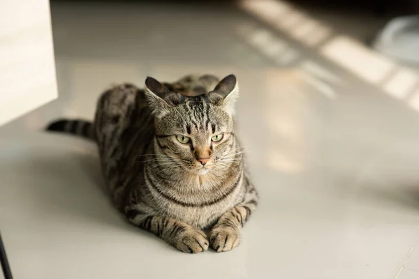 Tekir kedi evde oturuyor.