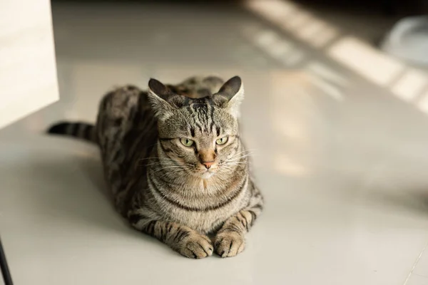 Kucing Meja Yang Duduk Rumah Stok Foto Bebas Royalti