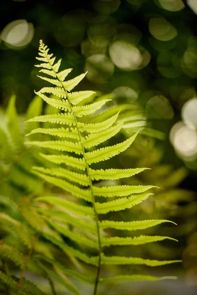 緑の背景にシダの葉 — ストック写真