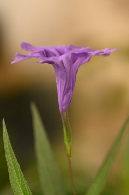 purple flowers on its stem