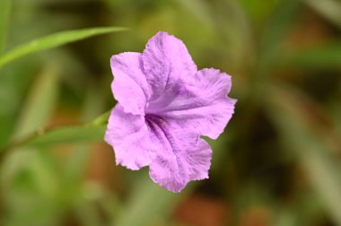 purple flowers on its stem