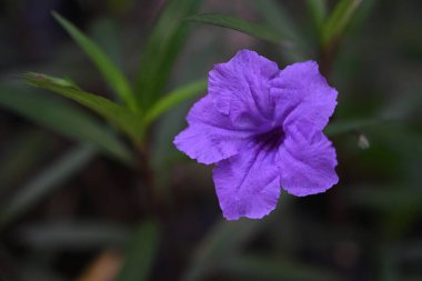 purple flowers on its stem