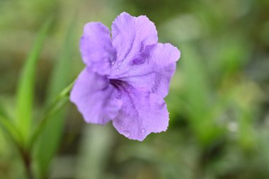 purple flowers on its stem