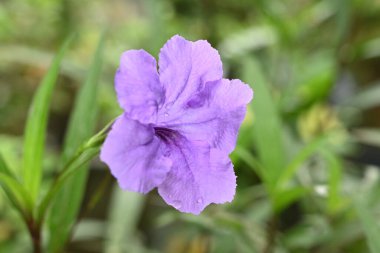 purple flowers on its stem