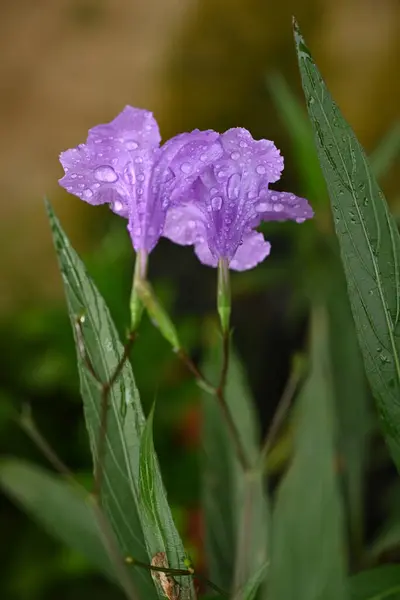 Фіолетові Квіти Стеблі — стокове фото