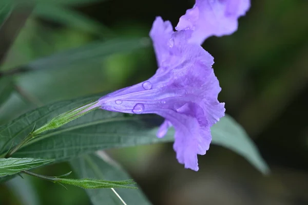 Purple Flowers Its Stem — Stockfoto