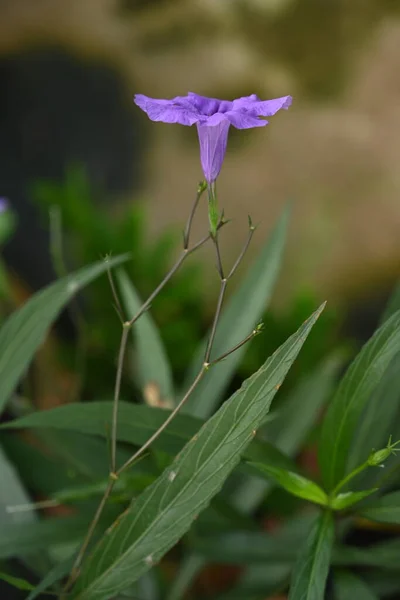 Purple Flowers Its Stem — Stockfoto