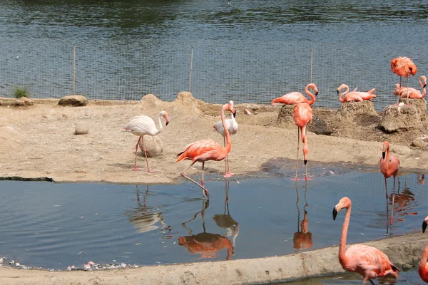 Flamingos in Moscow zoo — Stock Photo, Image