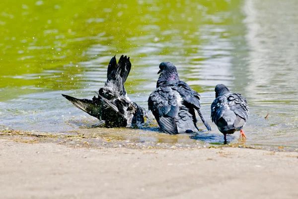 Piccioni sulla natura. Scena bagno — Foto Stock