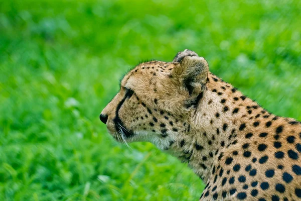 Cheetah em Zoológico de Moscou — Fotografia de Stock